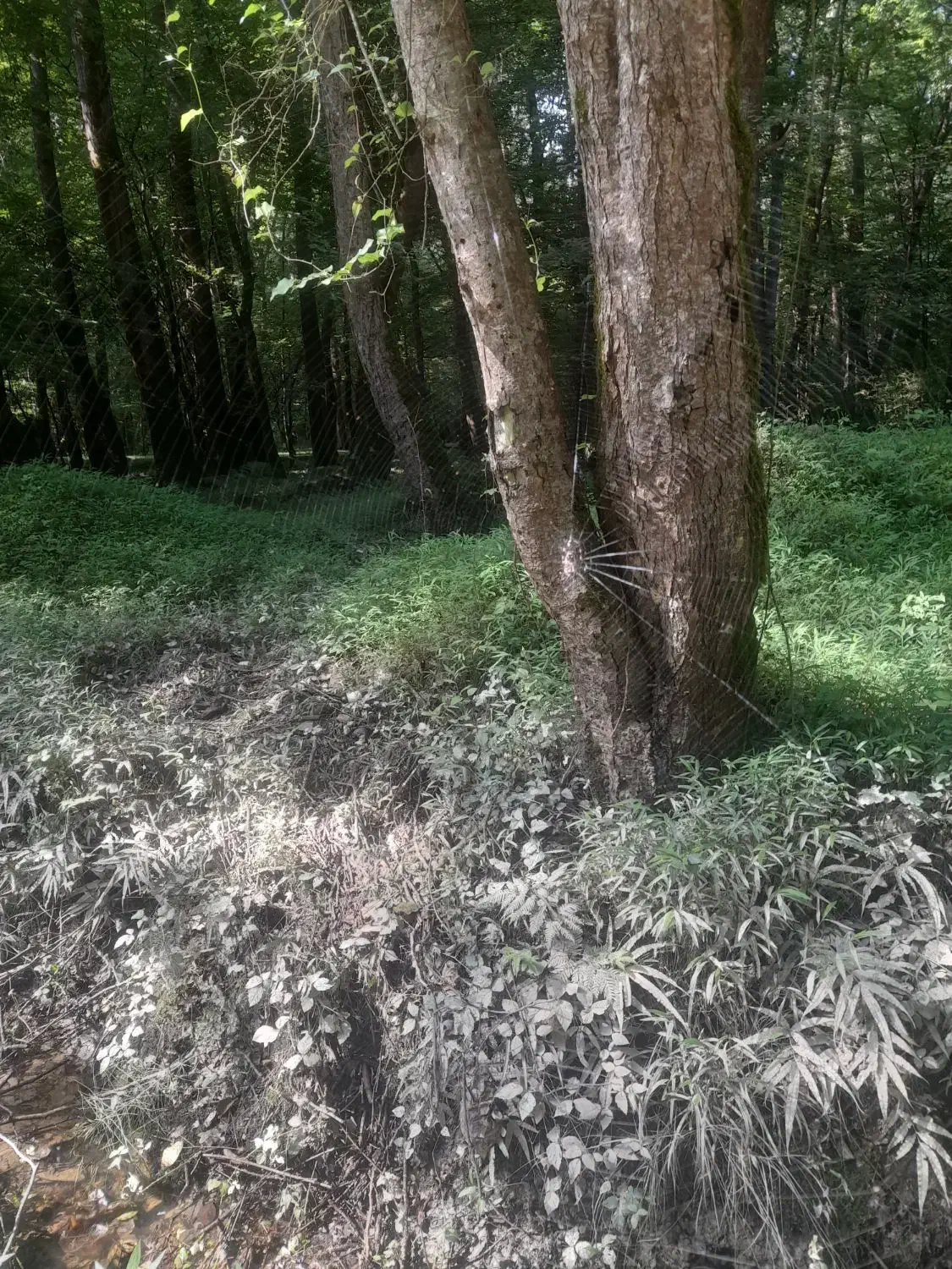 زمین مسکونی جنوبی|فروش زمین و ملک کلنگی|نجفآباد, فیروزآباد|دیوار