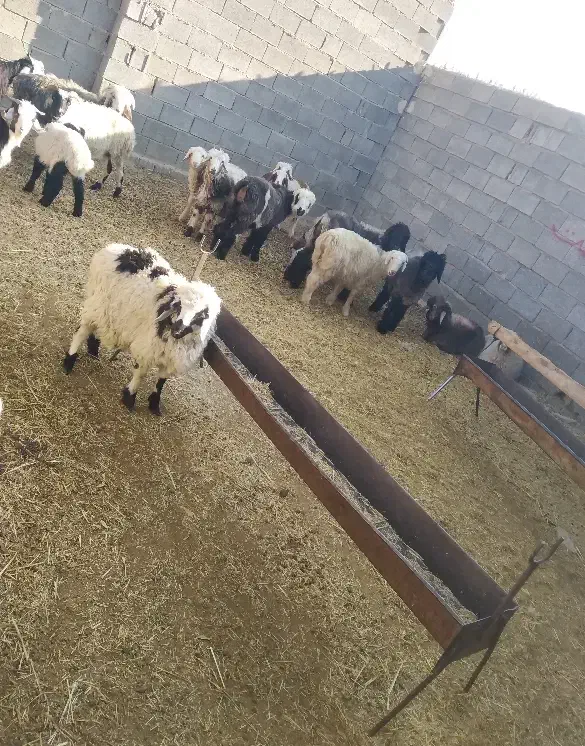 بره معاوضه با پراید|حیوانات مزرعه|شیراز, رکن‌آباد|دیوار