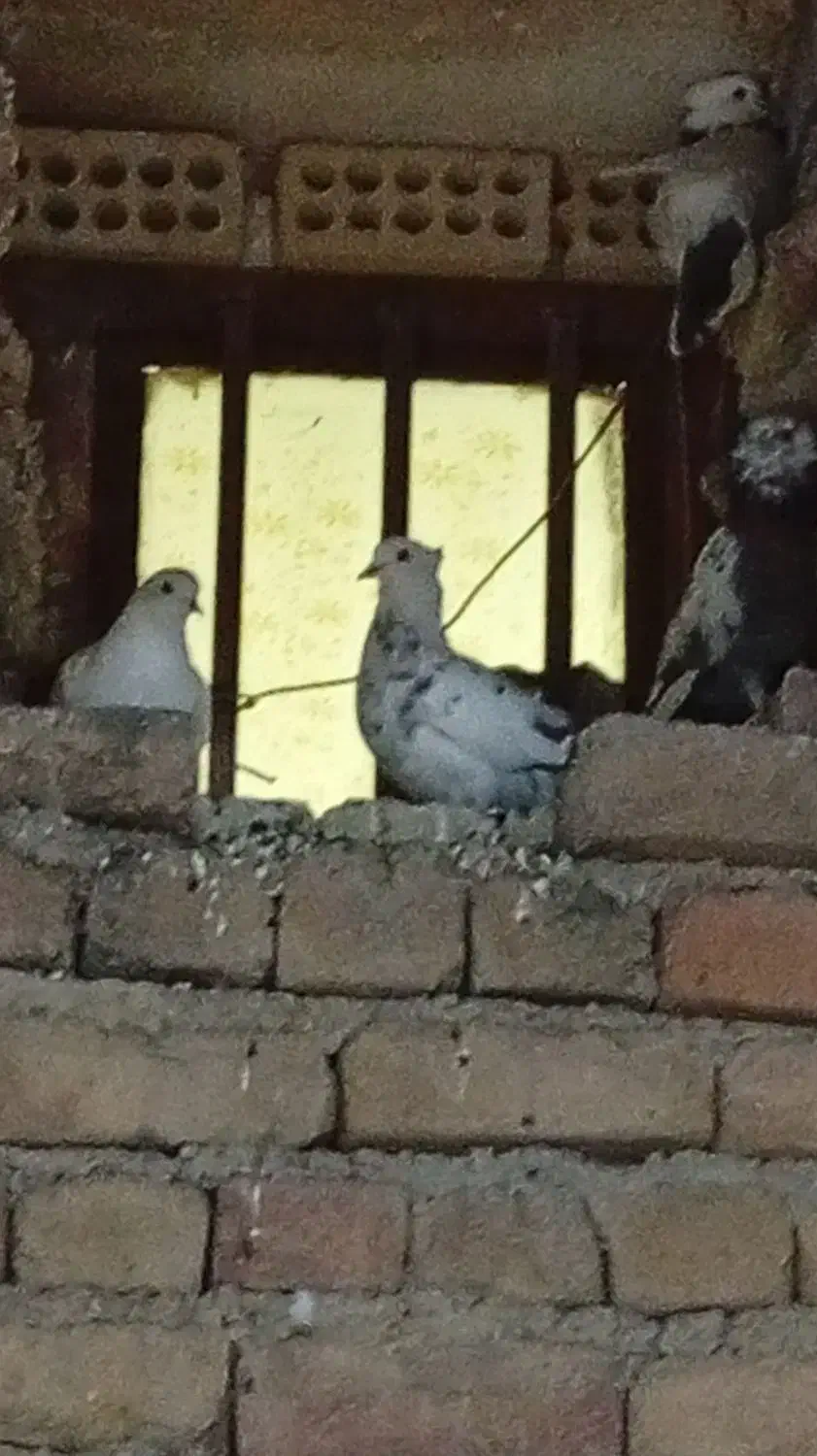کبوتر|پرنده|دره شهر, |دیوار