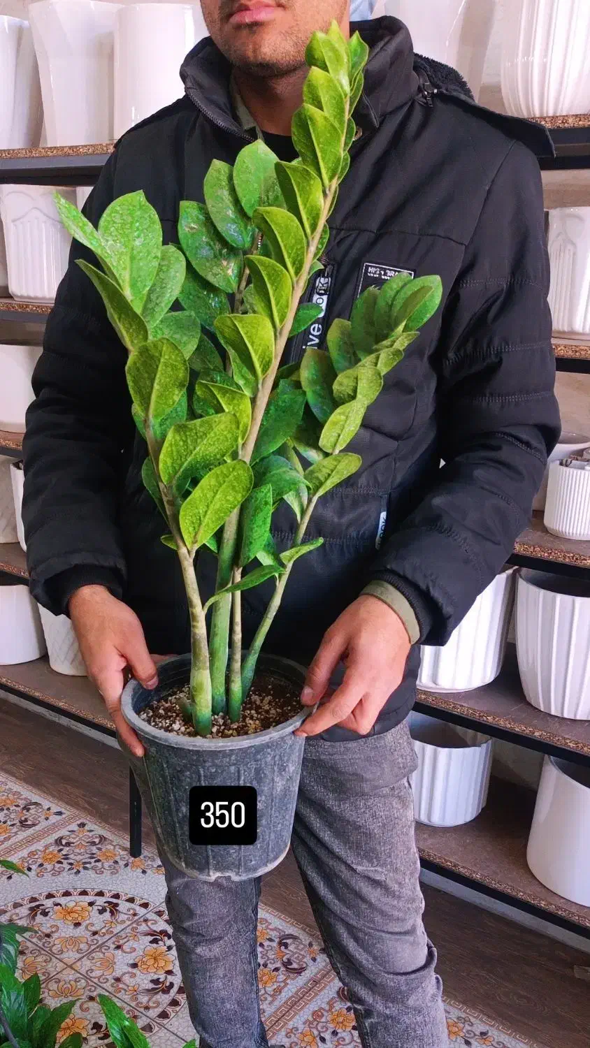 زامفولیا بزرگ350|گل و گیاه طبیعی|یزد, |دیوار