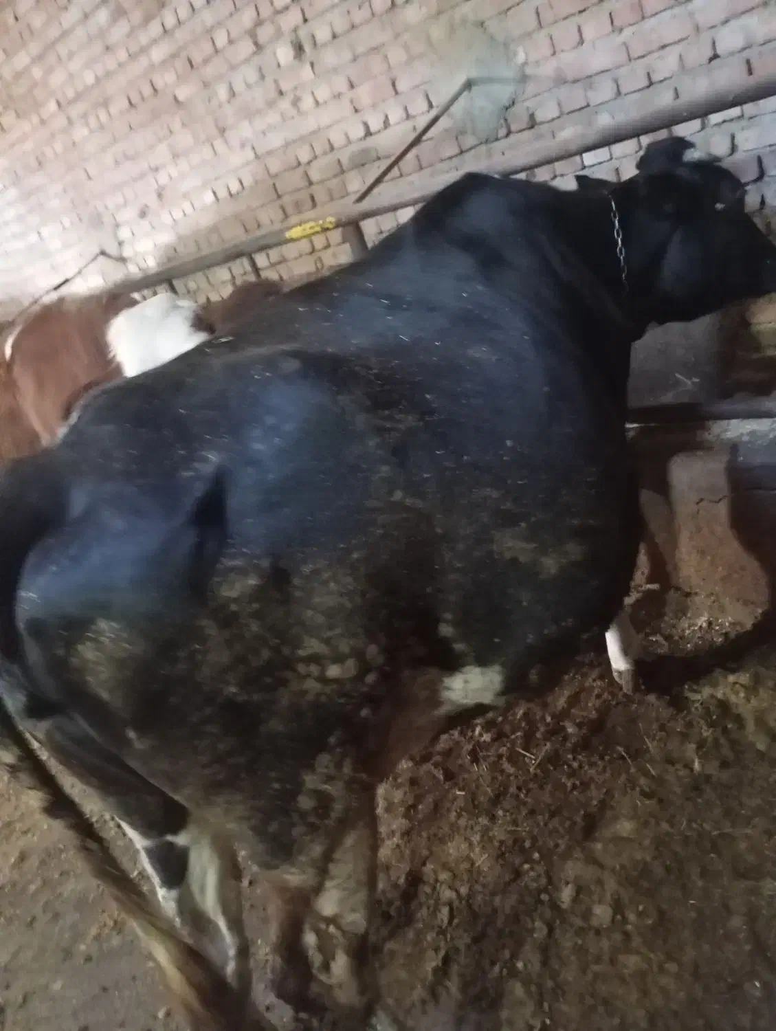 گاو|حیوانات مزرعه|نظر کهریزی, |دیوار