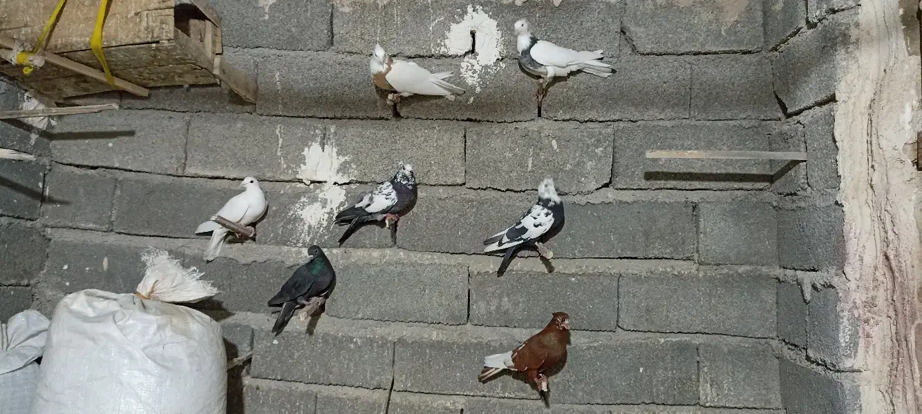 رنگ دمبی تهرانی|پرنده|چگنی, |دیوار