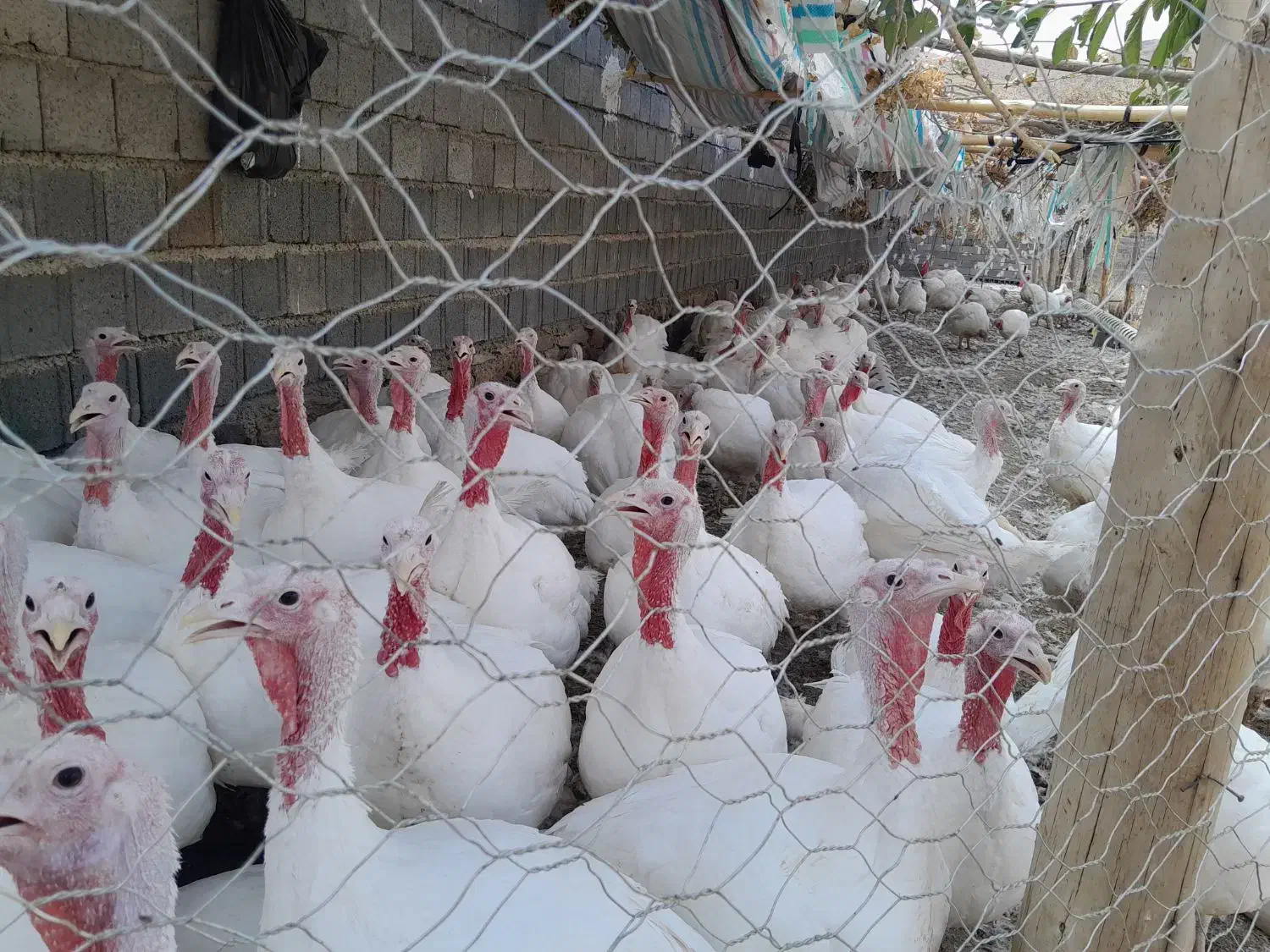 بوقلمون زنده وگوشت بوقلمون|حیوانات مزرعه|شباب, |دیوار