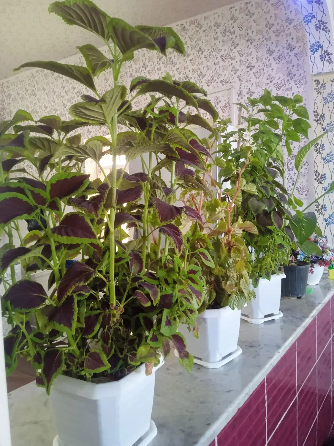 گل طبیعی چهار عدد|گل و گیاه طبیعی|دشت ذهاب, |دیوار