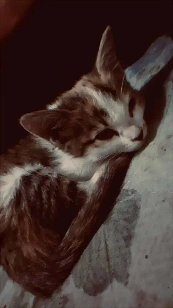 بچه گربه|گربه|بیرجند, |دیوار