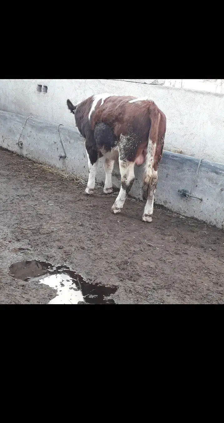 گوساله نر سیمینتال|حیوانات مزرعه|قشلاق دشت, |دیوار