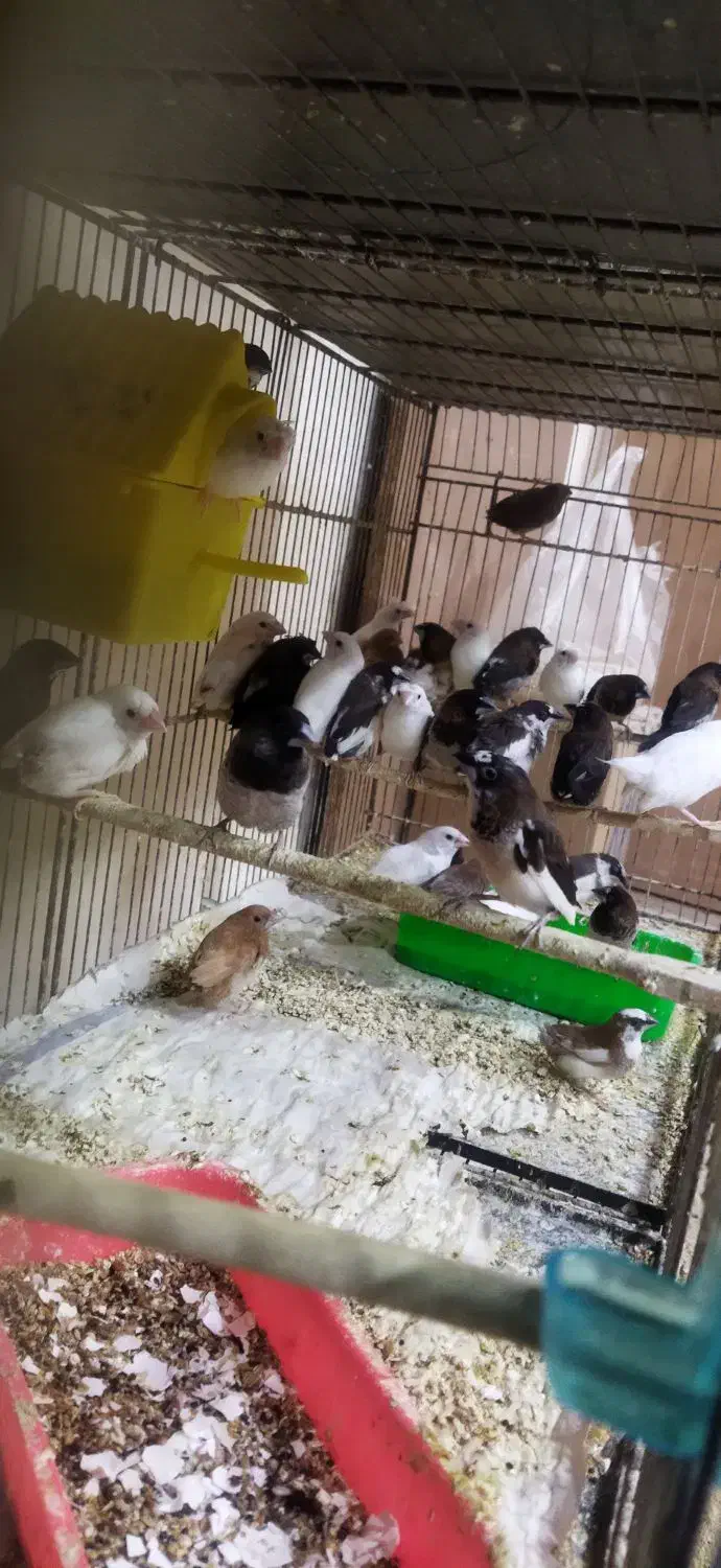 فنچ بنگالی|پرنده|سبزوار, ابوریحان|دیوار