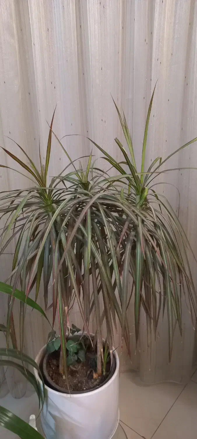 گل طبیعی|گل و گیاه طبیعی|مشهد, کارگران|دیوار