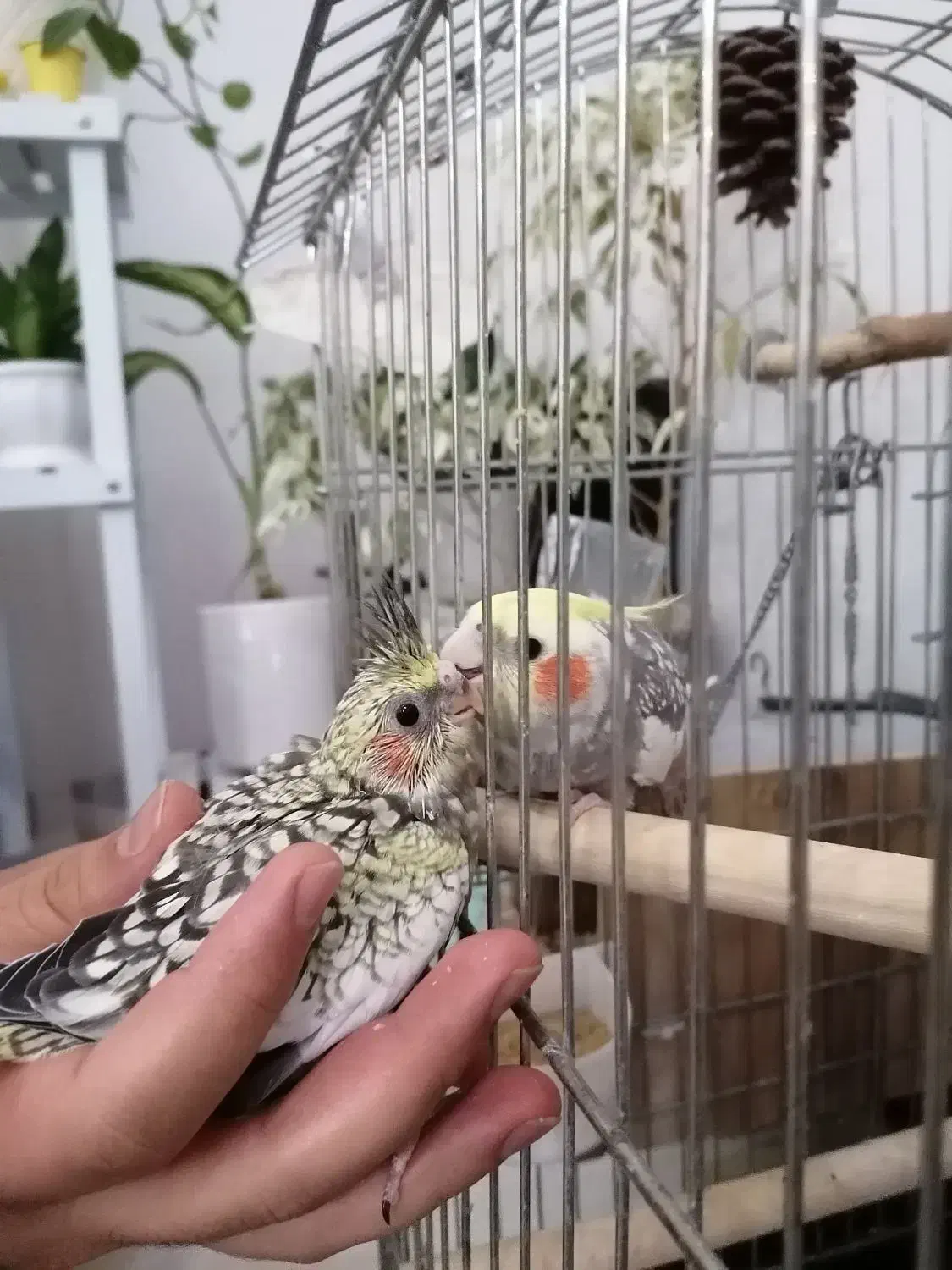 یک جفت عروس هلندی مولد با لوازم سخنگو|پرنده|قدس, شهرقدس|دیوار