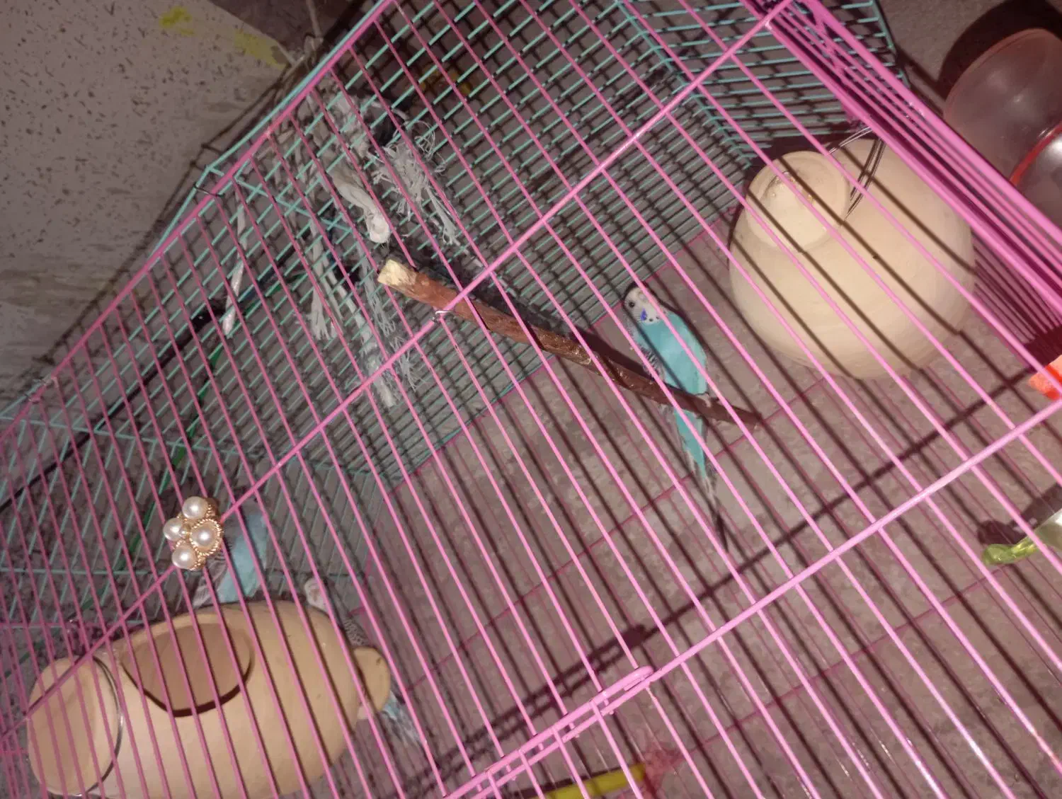 مرغ عشق|پرنده|ایرانشهر, |دیوار