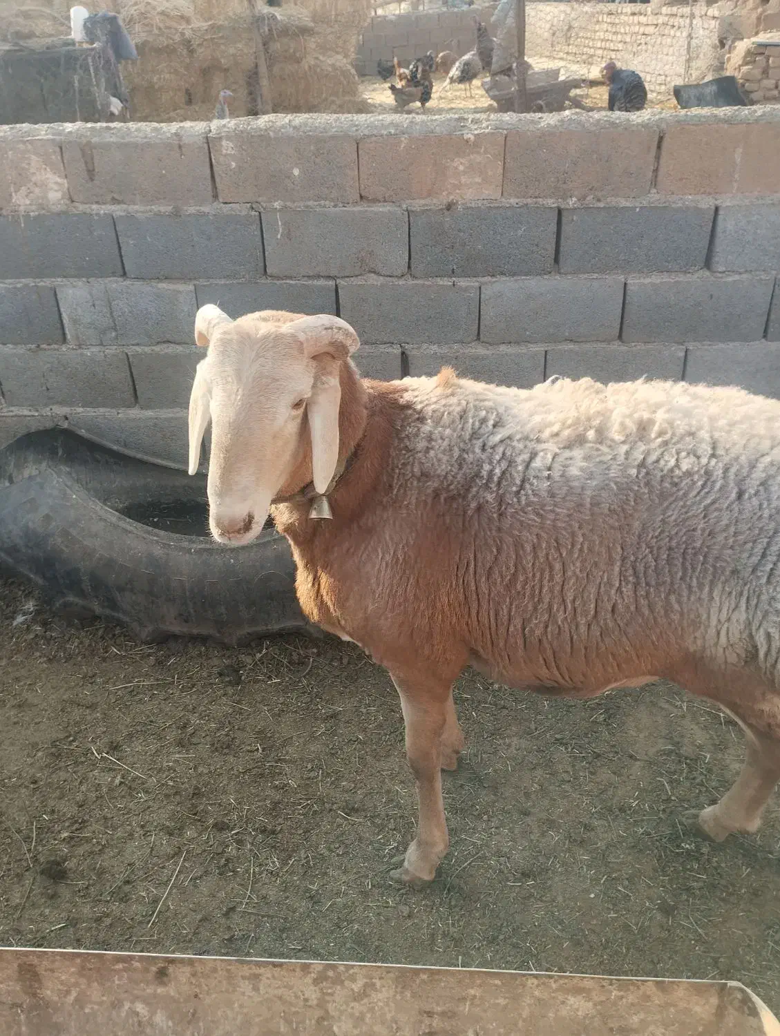بره قوچی|حیوانات مزرعه|تربت جام, میان جام|دیوار