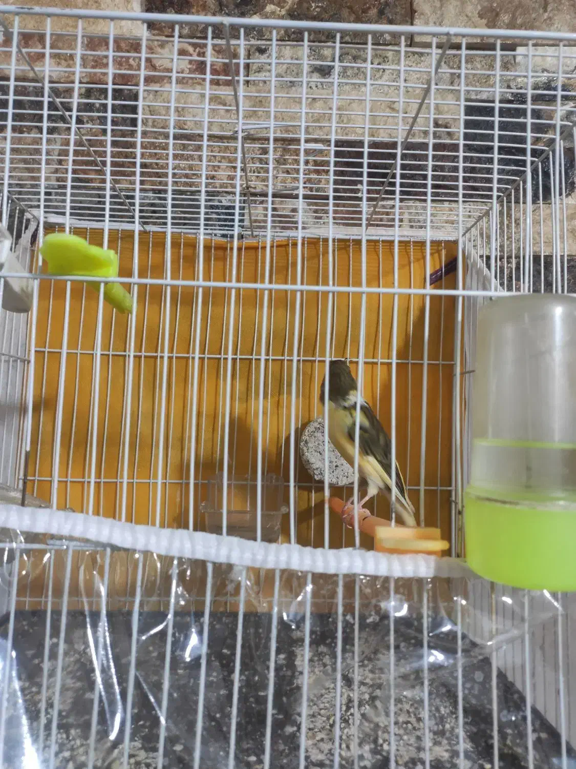 قناری مست خون|پرنده|مشهد, کوی ولیعصر|دیوار