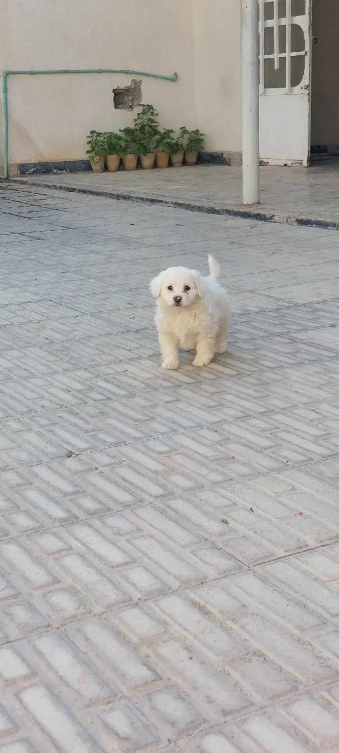 توله سگ فوقلاده زیبا|سگ|شیراز, شهرک فرهنگیان|دیوار