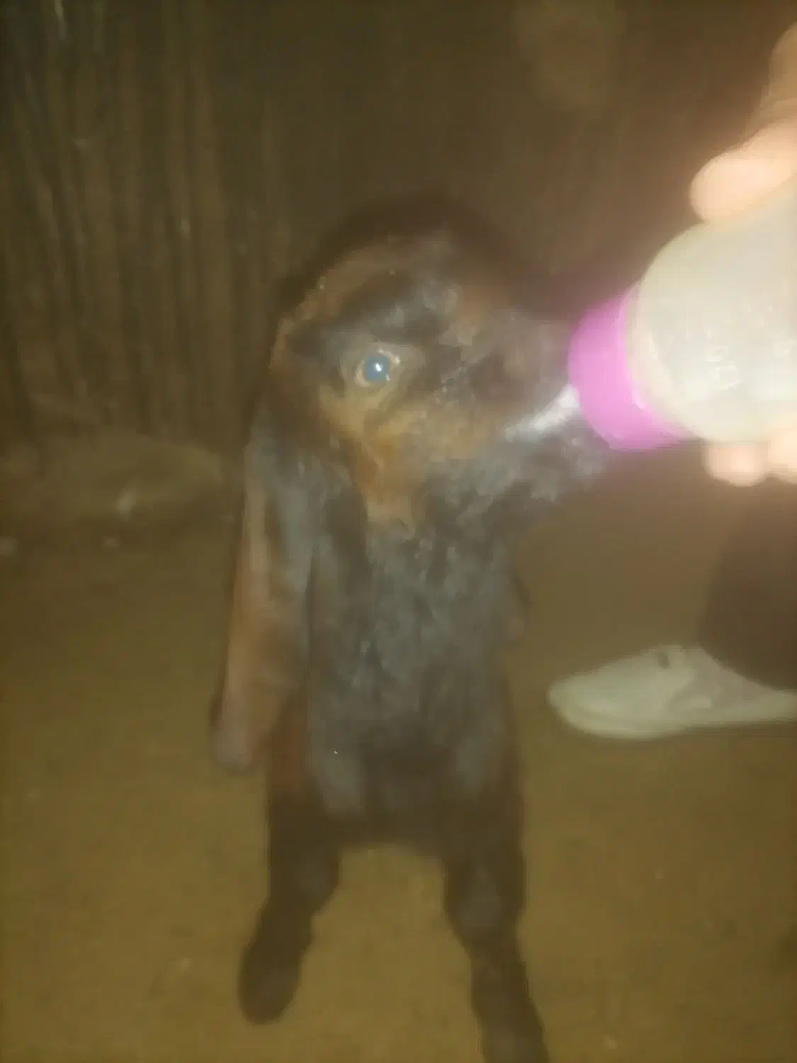 بزغاله خوشتیپ|حیوانات مزرعه|تربت‌حیدریه, فردوسی جنوبی|دیوار