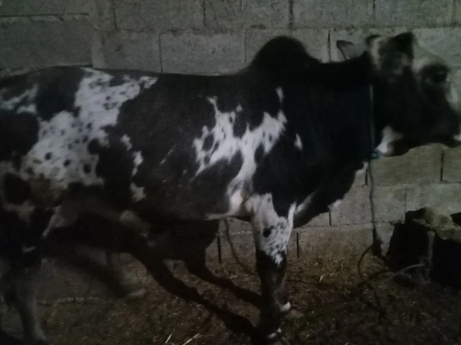 گوساله نر محلی|حیوانات مزرعه|رودبنه, |دیوار