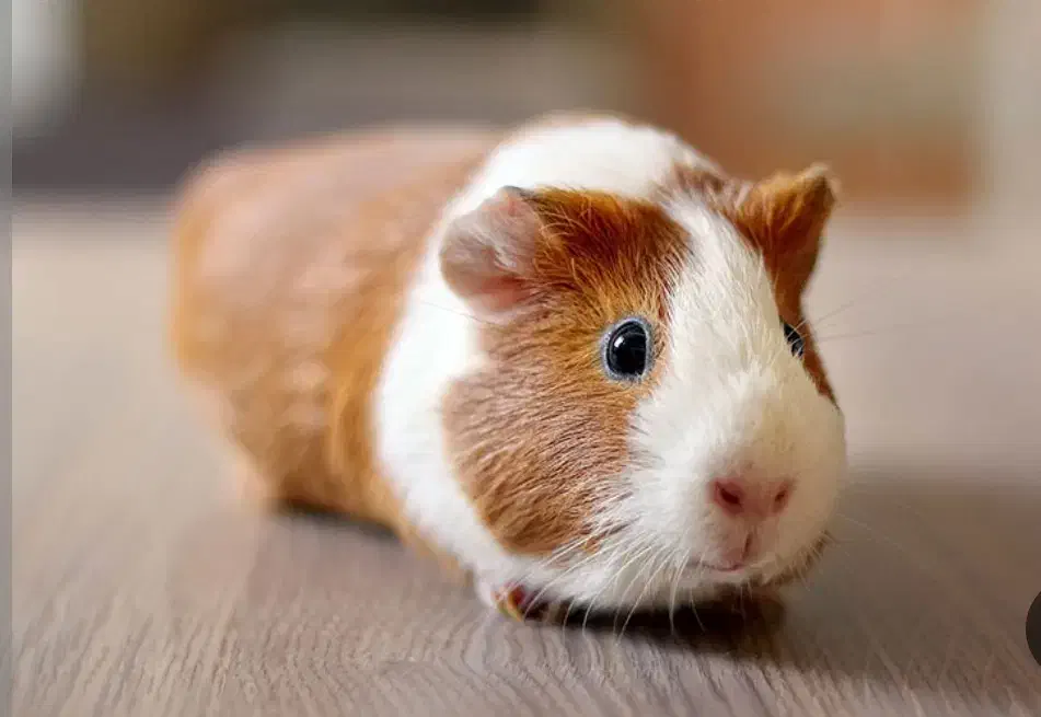 خوکچه هندی|موش و خرگوش|امیدیه, |دیوار