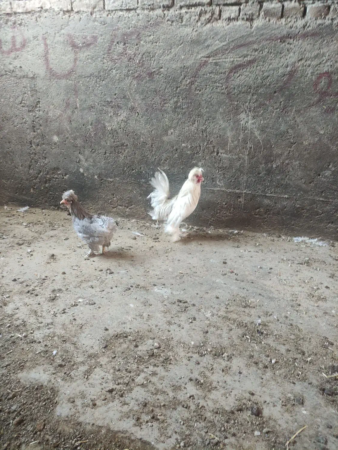 جوجه|پرنده|فریمان, |دیوار