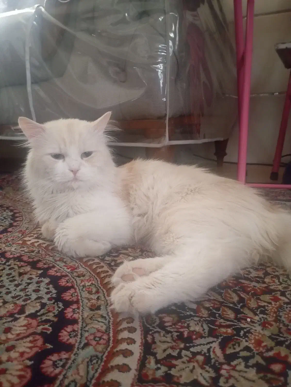 فروش گربه پرشیین|گربه|بم, |دیوار