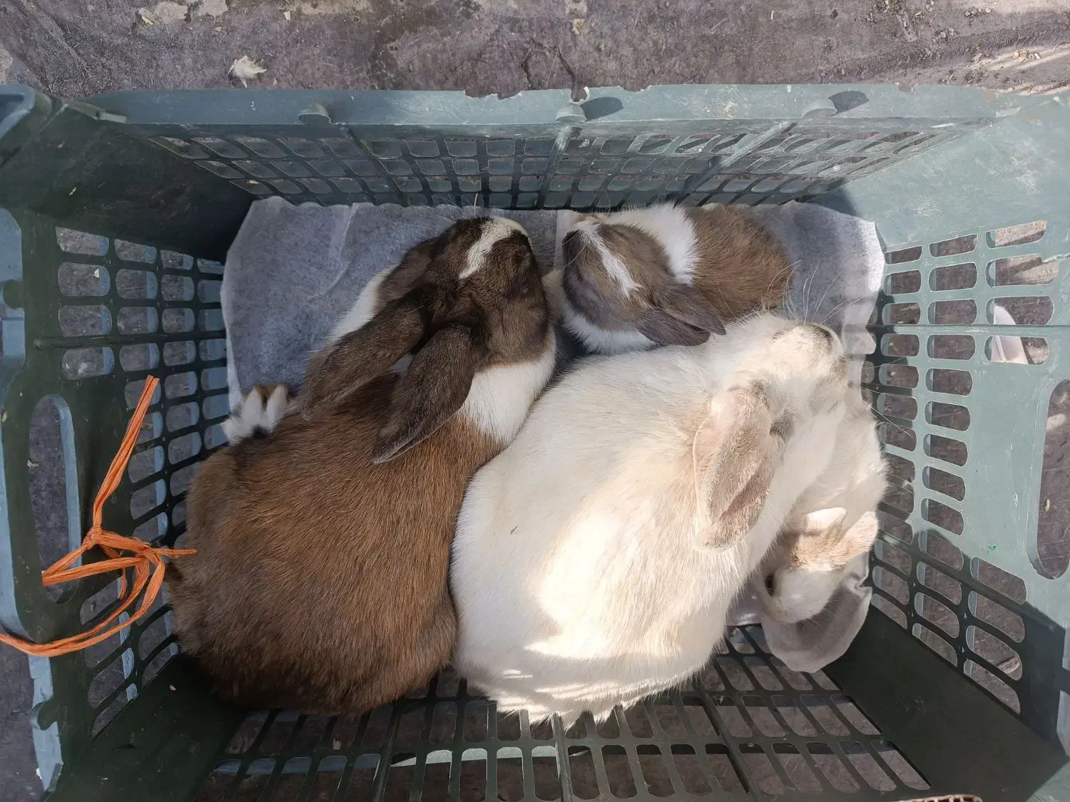 چهار تا خرگوش قیمت 200تومن|موش و خرگوش|اشنویه, |دیوار