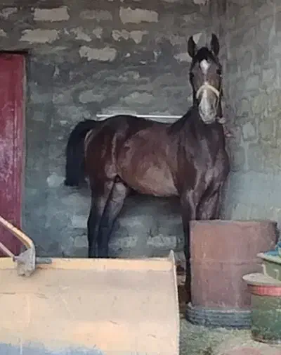 کره نریان ۱۸ ماهه|اسب و تجهیزات اسب‌سواری|جونقان, |دیوار