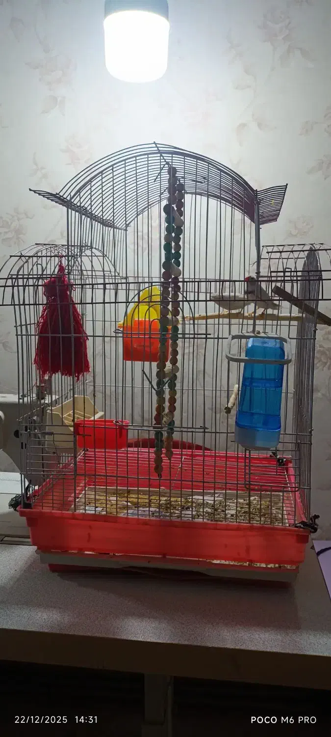 فنج مولد کاکولی نژاد دار|پرنده|پاکدشت, حصار امیر|دیوار