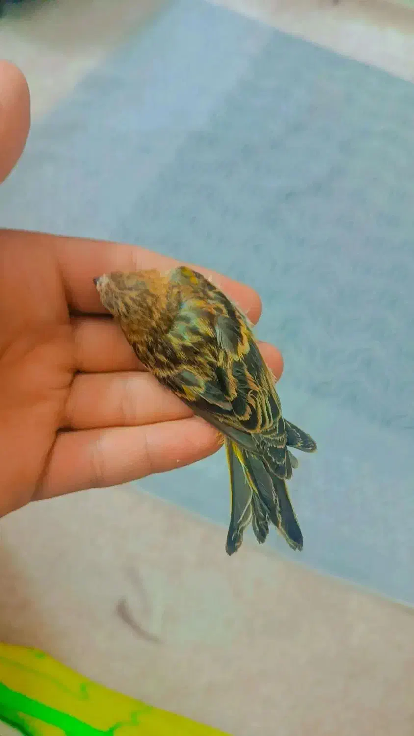 سهره گلبسر جوجه نر|پرنده|اردکان, |دیوار