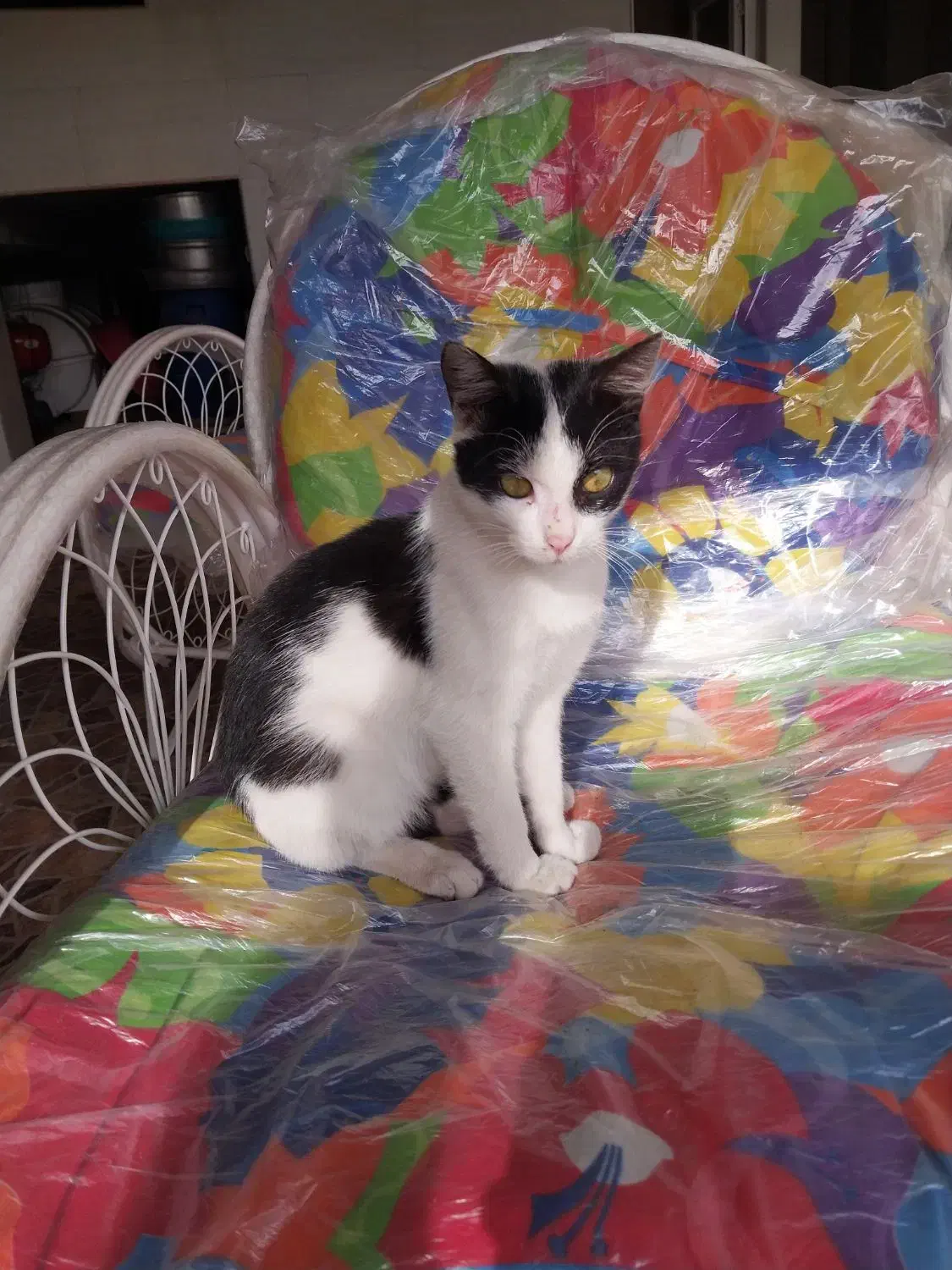 واگذاری بچه گربه تاکسیدو ماده|گربه|قائم‌شهر, |دیوار