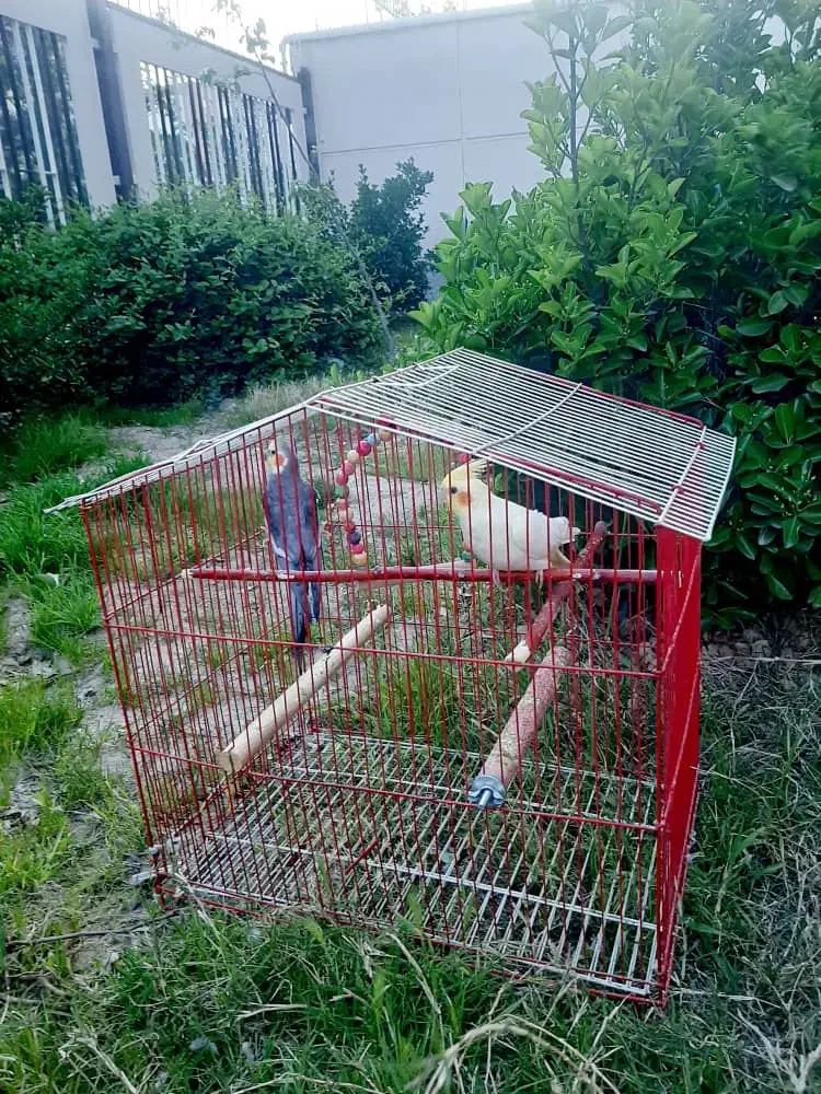 عروس هلندی|پرنده|تهران, کوی بیمه|دیوار