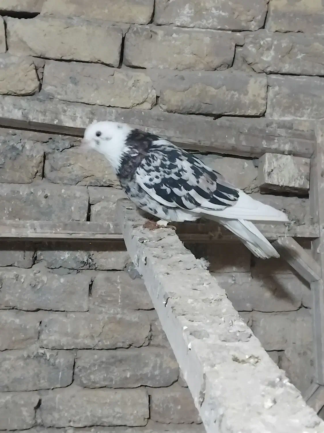 کبوتر|پرنده|معصومیه, |دیوار