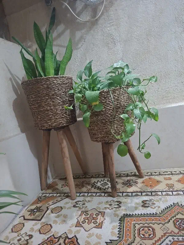 گل وپایه گلدان حصیری|گل و گیاه طبیعی|قم, پردیسان|دیوار