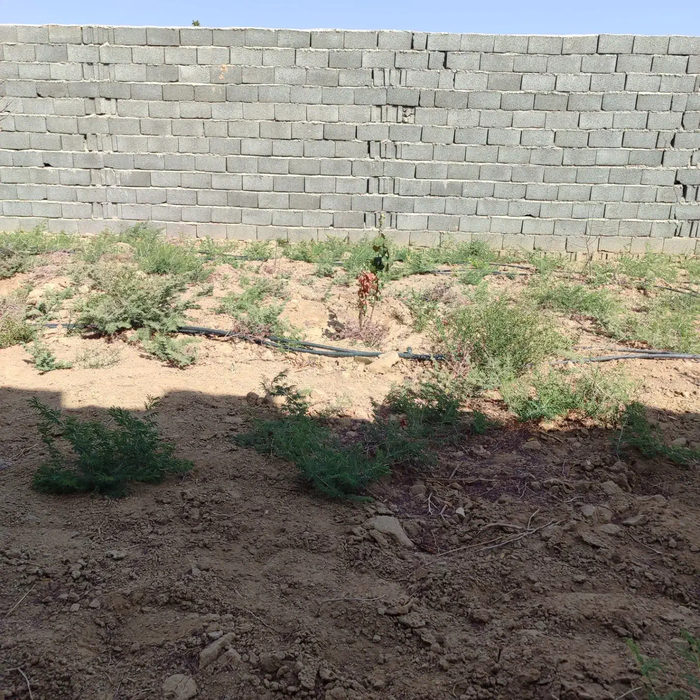 باغ سیدآبادو ۴۱۰ متر|فروش خانه و ویلا|امیرآباد, |دیوار