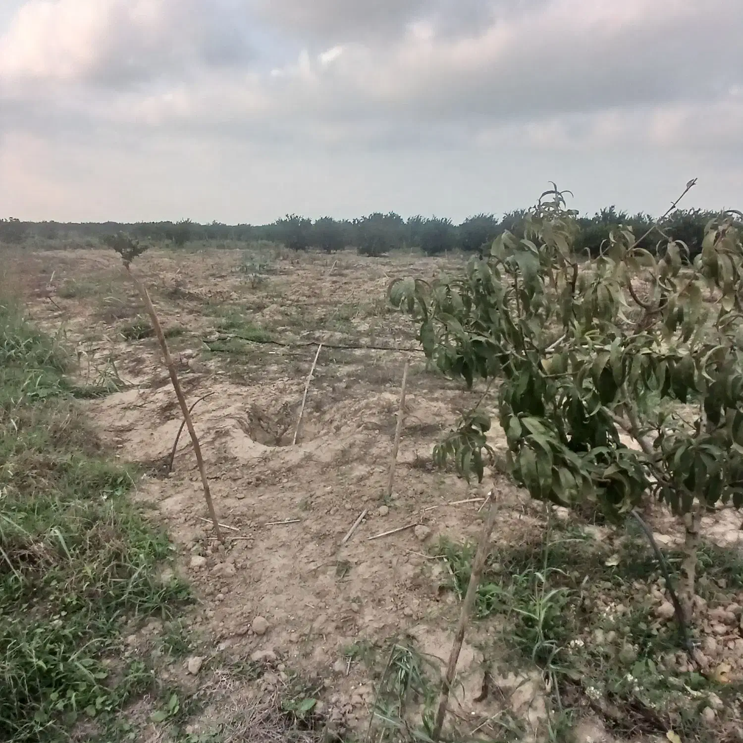 فروش ۴۵۰۰ متر باغ یک ساله|فروش دفتر صنعتی، کشاورزی، تجاری|طبقده, |دیوار