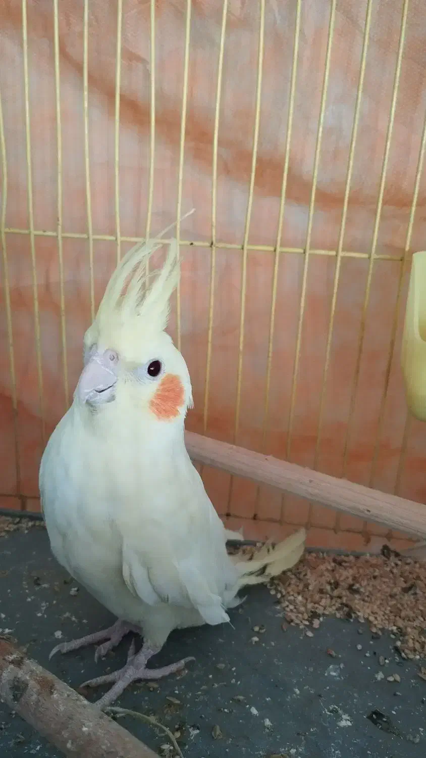 عروس هلندی|پرنده|قم, شاه ابراهیم|دیوار