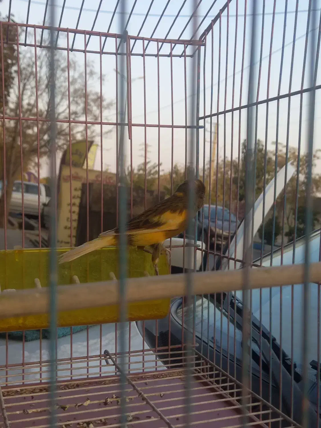 قناری نر مست|پرنده|وحیدیه, |دیوار