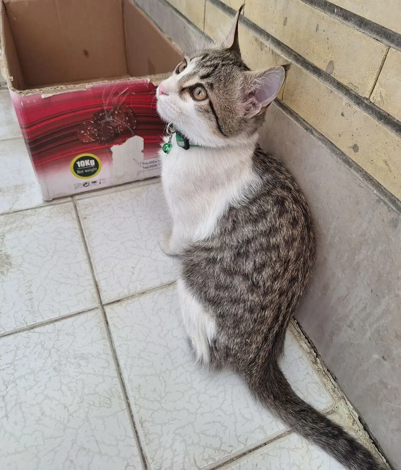 گربه 4 ماهه نر|گربه|اصفهان, سپاهان‌شهر|دیوار