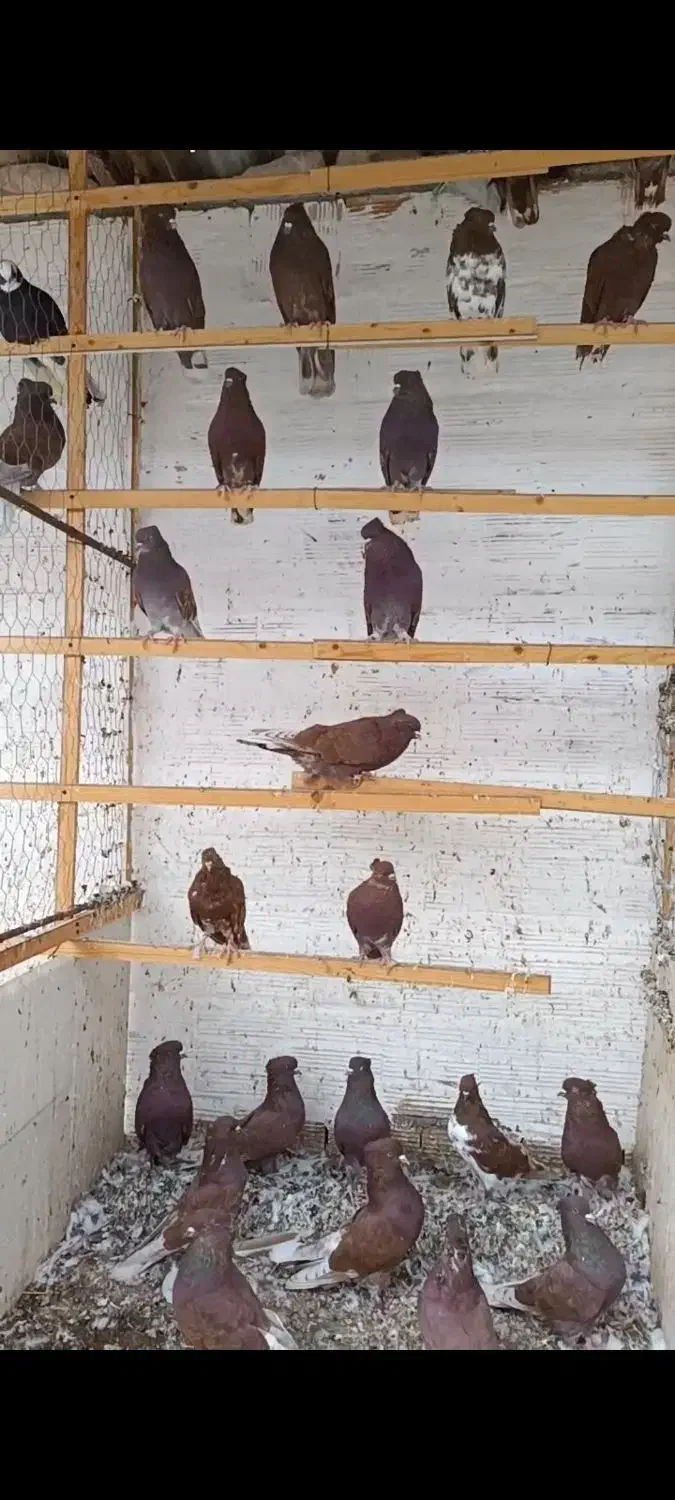 کبوترسرخ پروک وساده|پرنده|علی‌آباد کتول, |دیوار