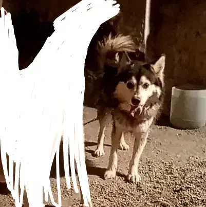 سگ هاسکی حرف گوش کن|سگ|کرمان, |دیوار