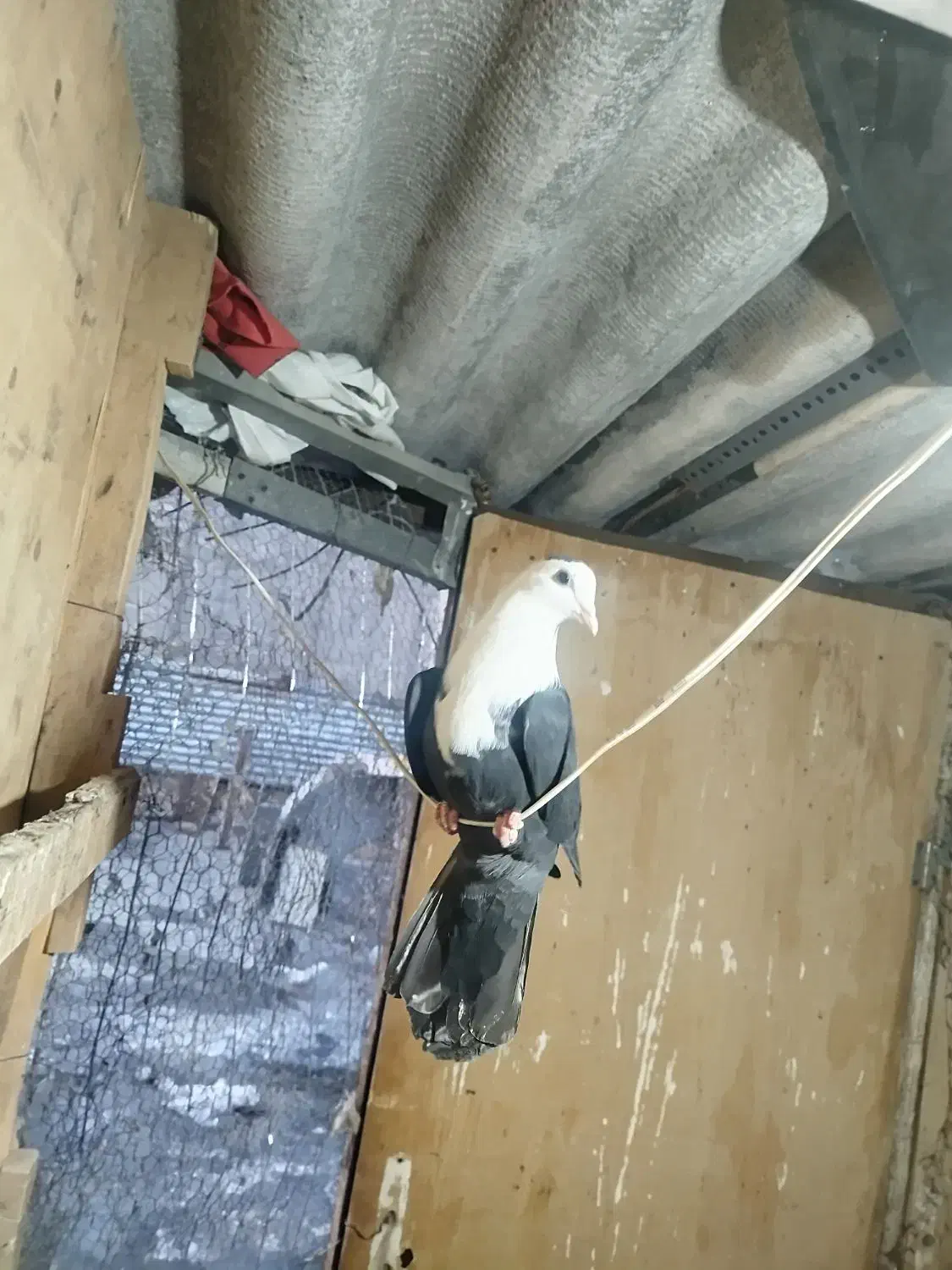 کبوتر کلاغ سیاه کربلائی|پرنده|مشهد, کوثر|دیوار