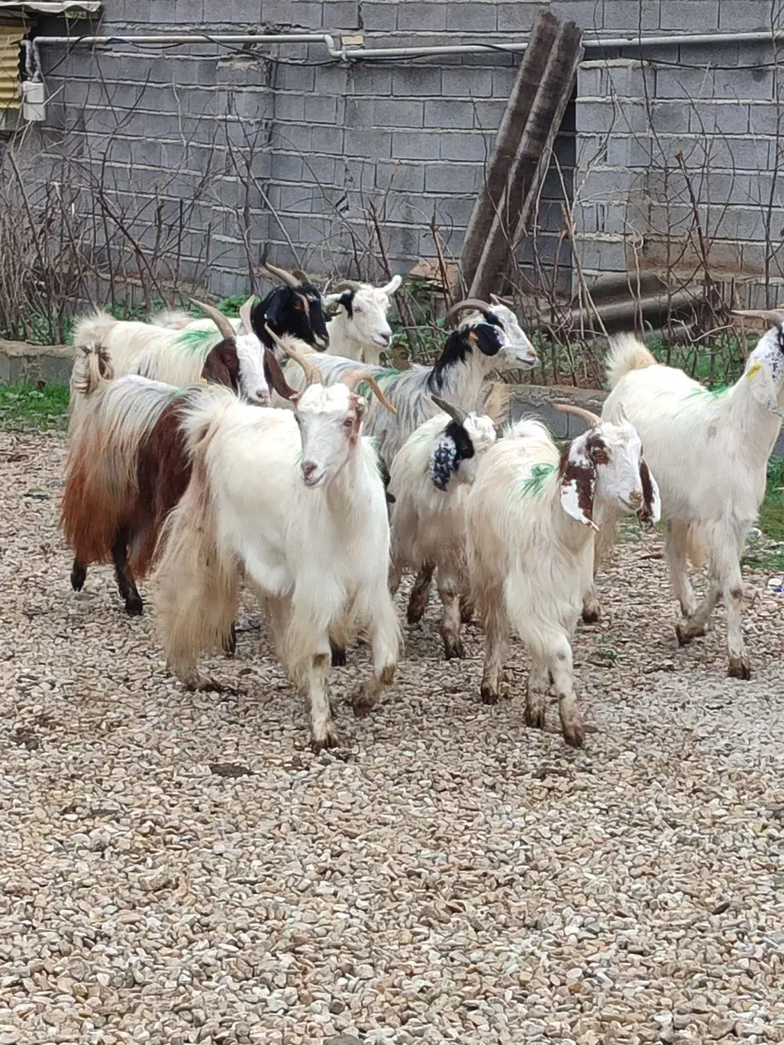 گوسفند زنده وبز آبستن وکشتاری درجه یک|حیوانات مزرعه|قائم‌شهر, |دیوار