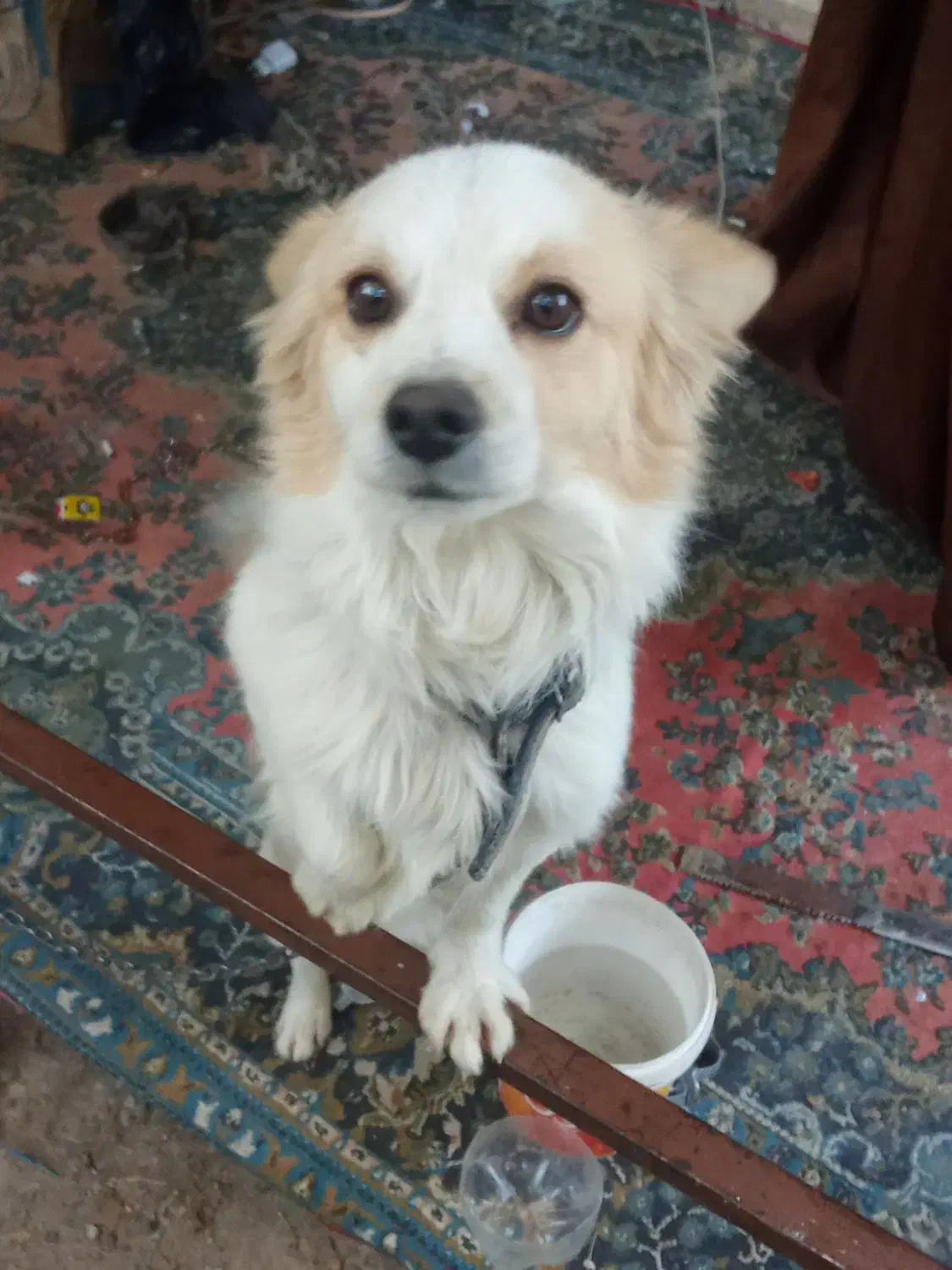 سگ باهوش و زرنگ|سگ|شیراز, بید زرد|دیوار