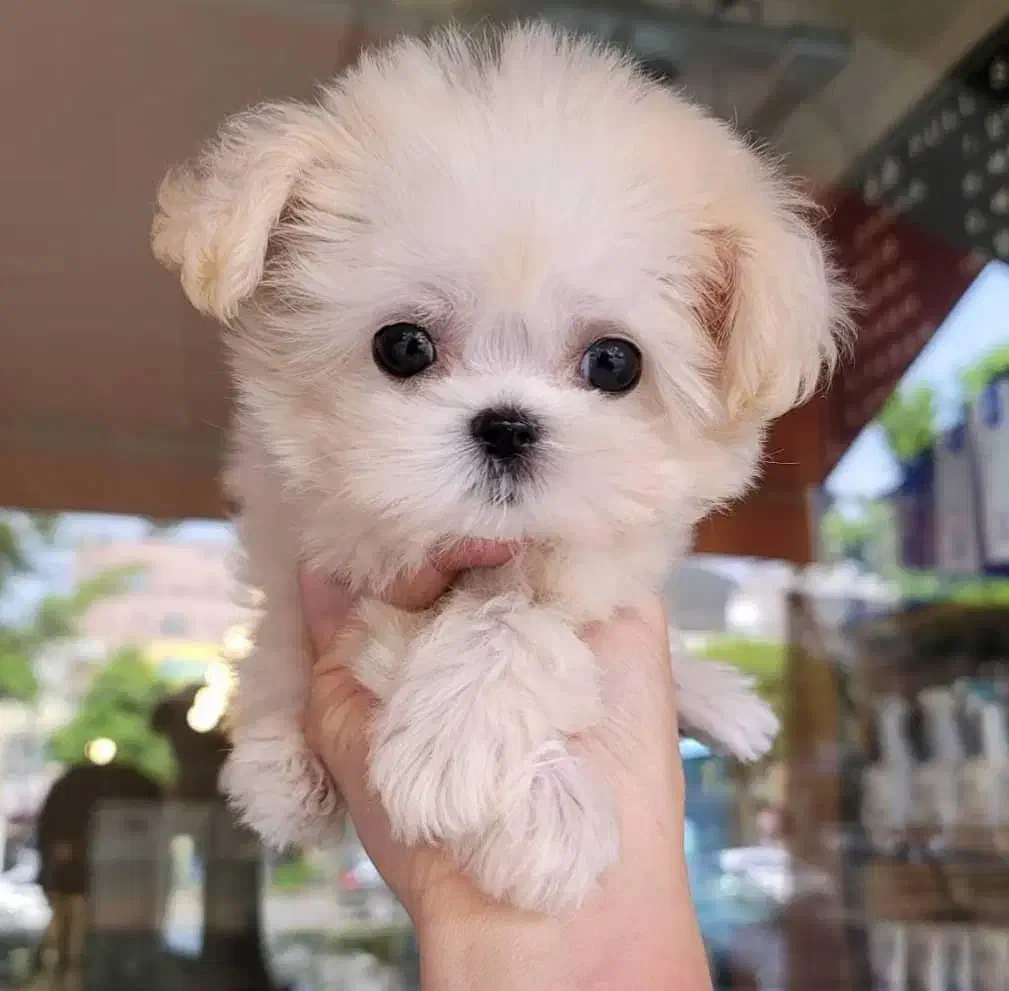 واگذاری سگ پودل|سگ|تهران, امیریه|دیوار