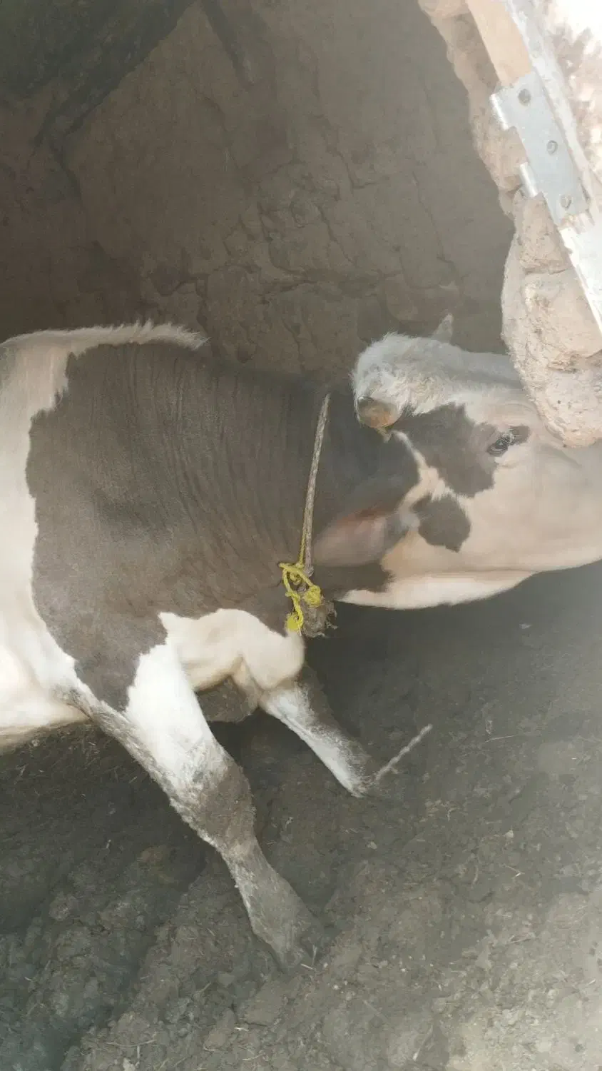 گاو نر سالم مناسب|حیوانات مزرعه|ماهنشان, |دیوار