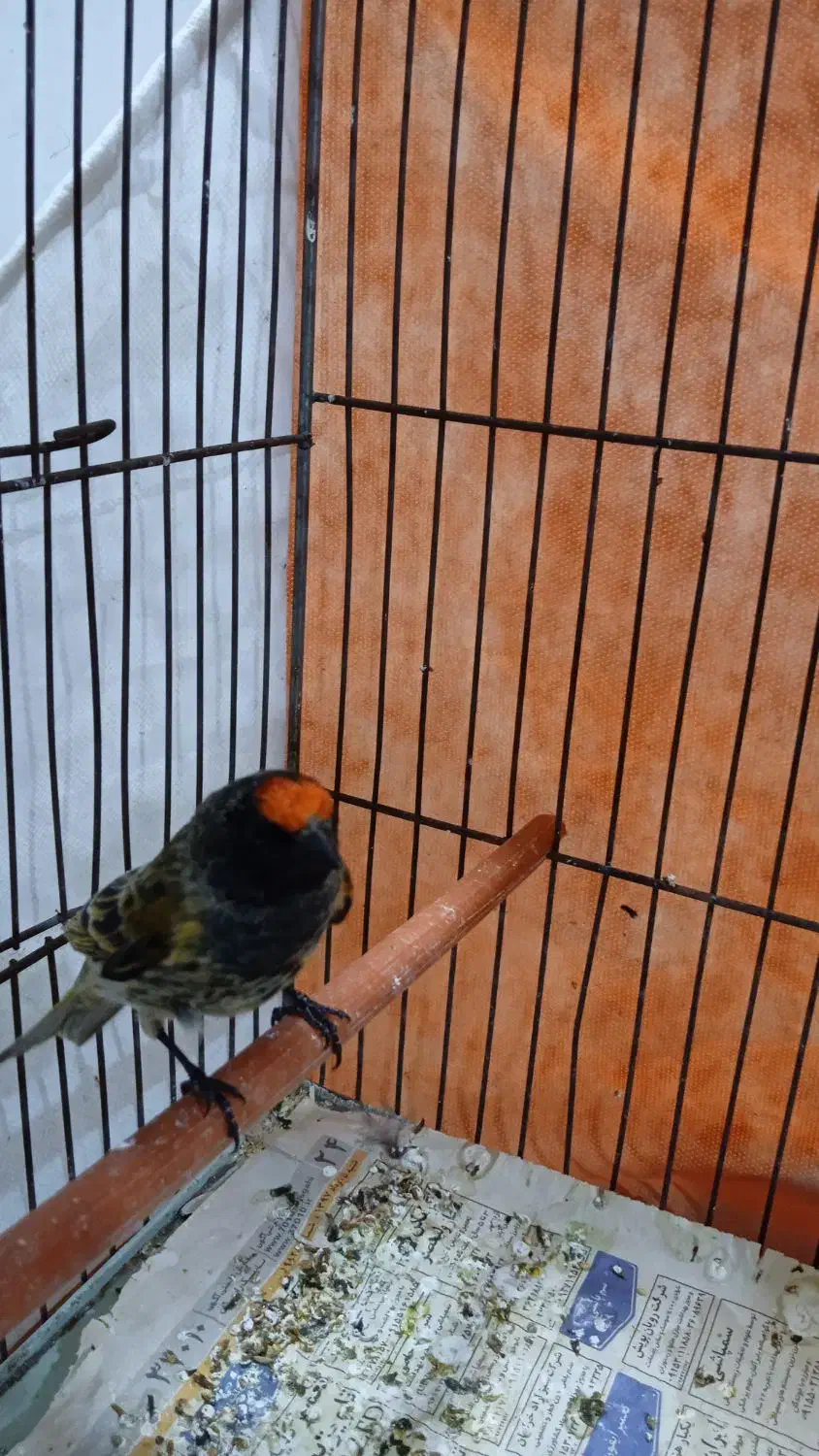 سهره گلبسر۱۰عدد|پرنده|مشهد, پنجتن|دیوار