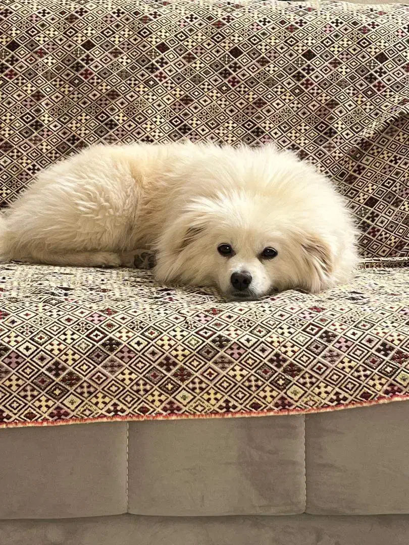 نژاد پام اسپیتز|سگ|یزد, |دیوار