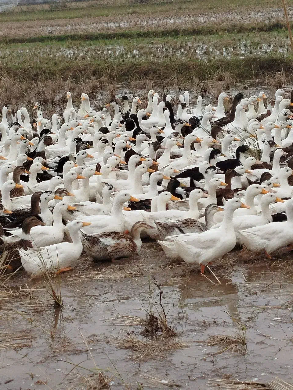 اردک|حیوانات مزرعه|رودبنه, |دیوار