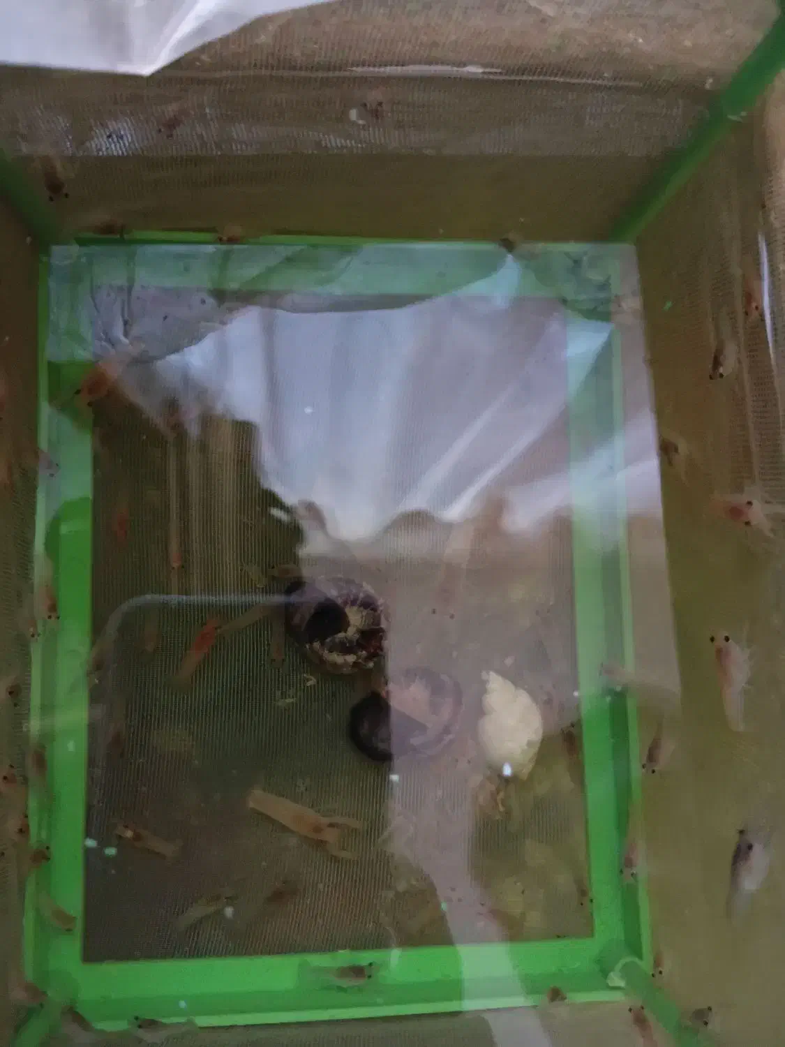 بچه لابستر|ماهی|گرگان, |دیوار