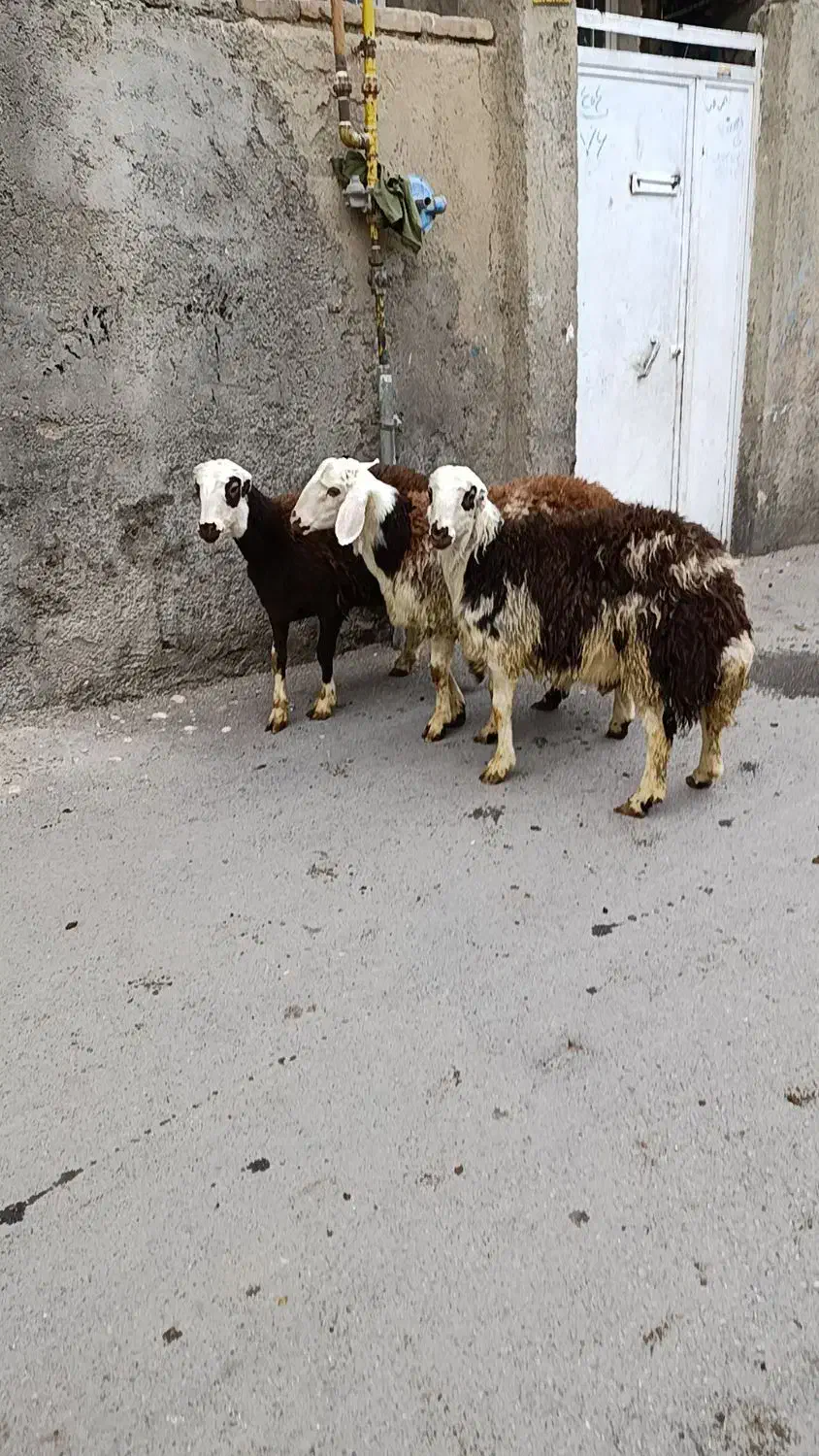 شیشک پلنگی بره قوچ بره ماده|حیوانات مزرعه|بروجرد, |دیوار