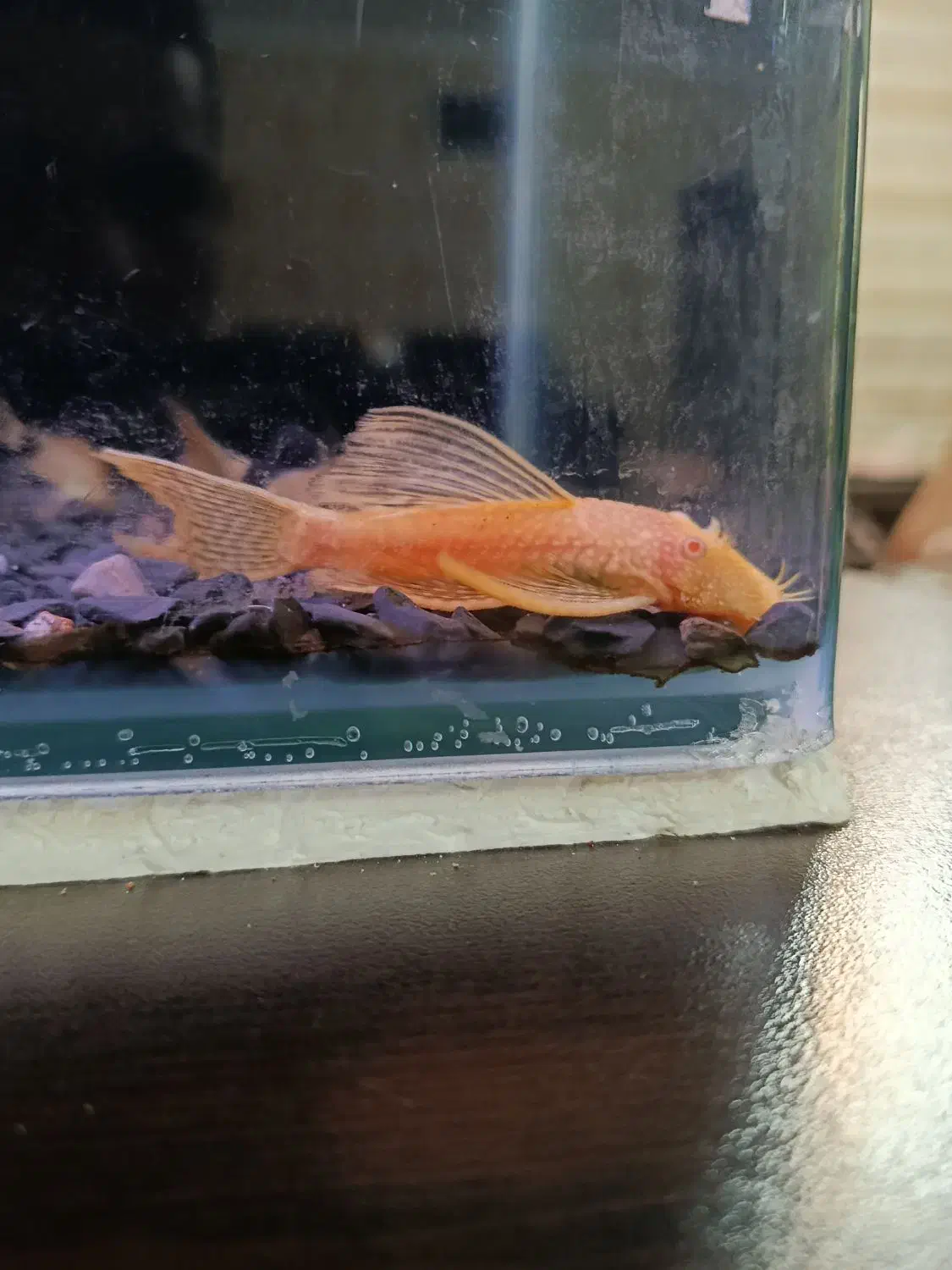 kat fish|ماهی|تهران, جوادیه|دیوار