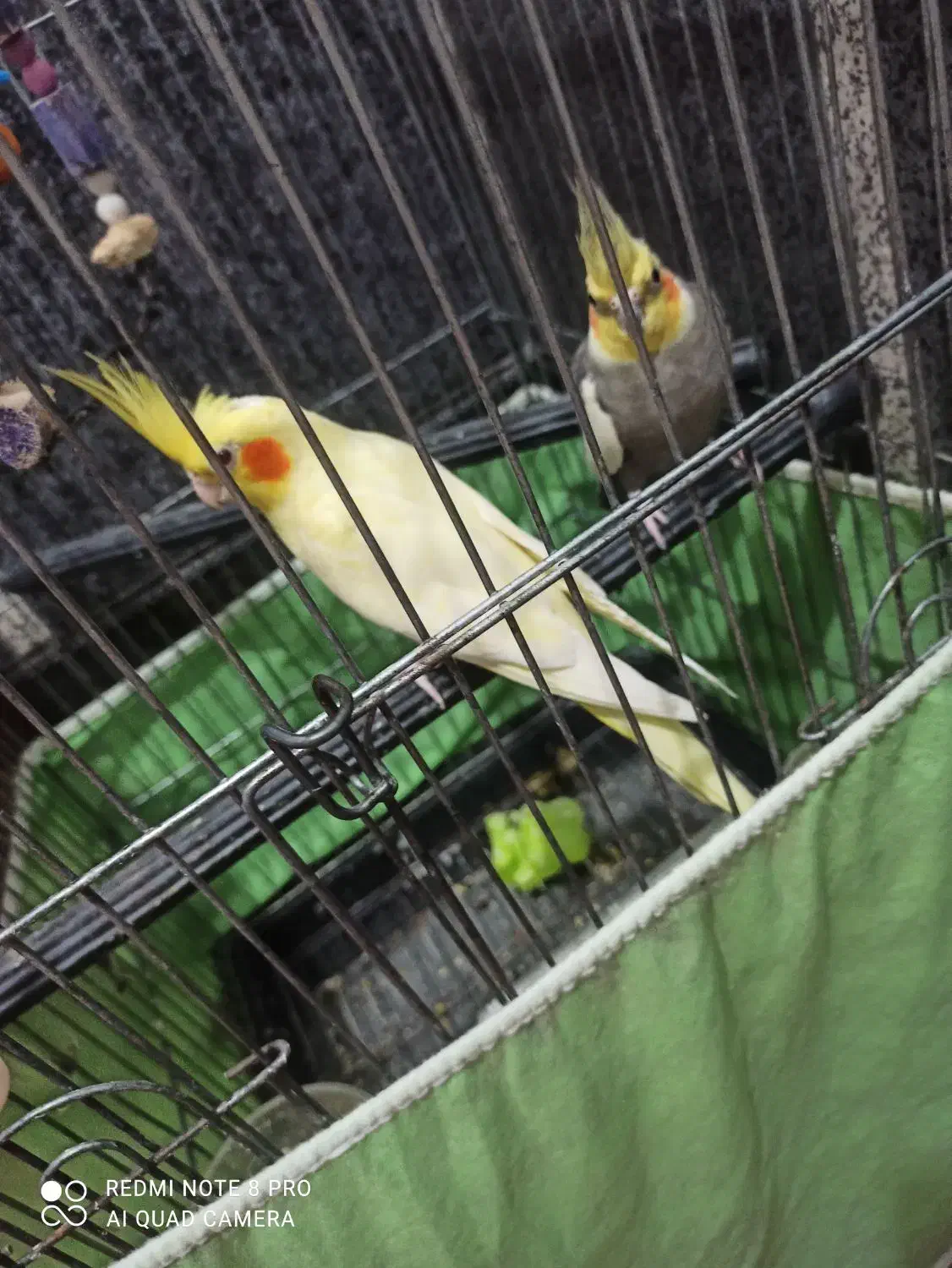 یک جفت عروس هلندی نرو ماده دوساله|پرنده|قم, قلعه کامکار|دیوار