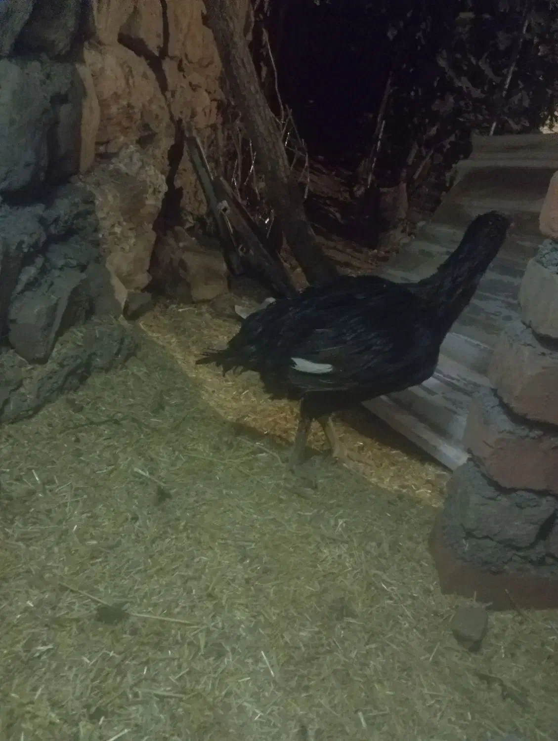 مرغ لاری|حیوانات مزرعه|سروآباد, |دیوار